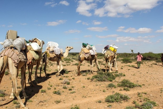 L'élevage est la première richesse de la Somalie. Sans doute la seule aussi. Un cheptel de 37 millions de têtes, dont 6 millions de chameaux.